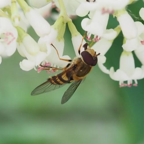 Syrphus sp.